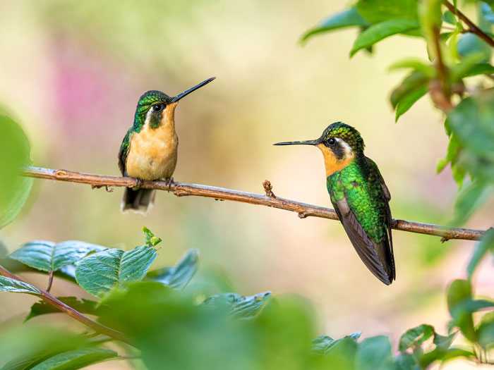 Two green and orange hummingbirds on a branch