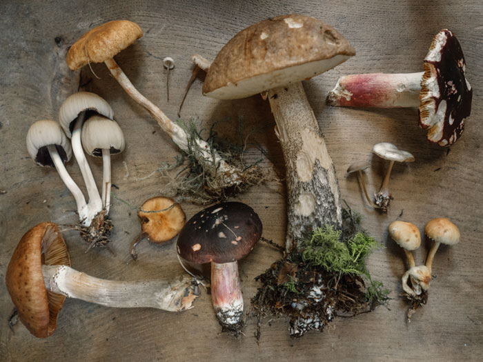 Different kinds of mushrooms on a wooden table