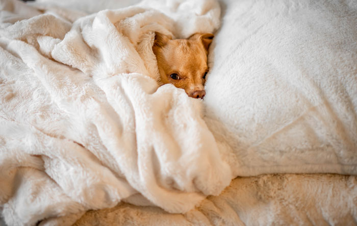 A dog is lying in a bed and is covered with a light, soft blanket