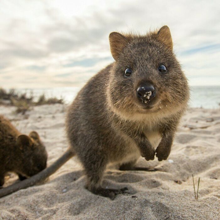 Here's Another Quokka For You. Happiest Animal Ever. Enjoy