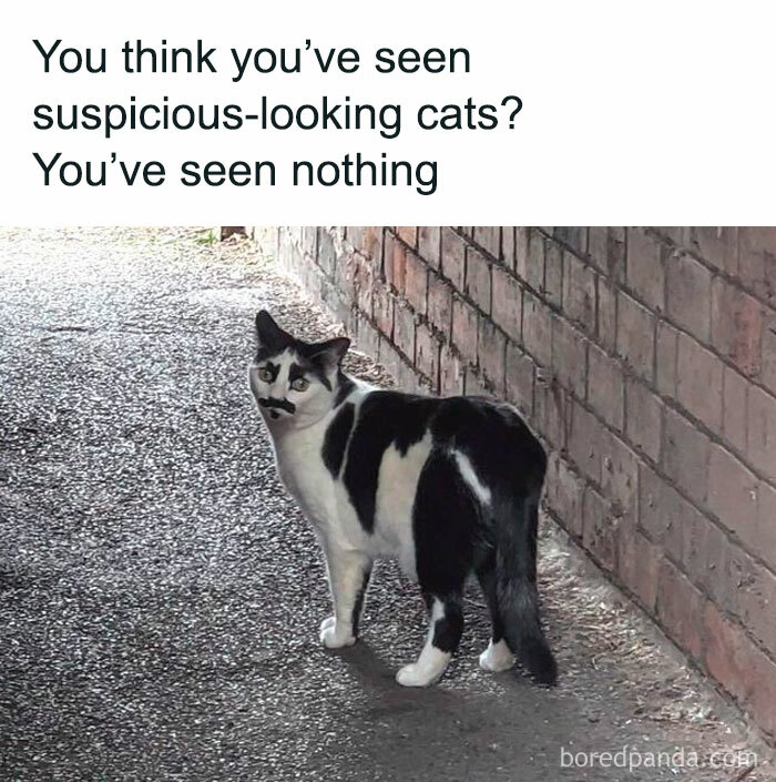 Unexplainable-Cat-Images-Memes