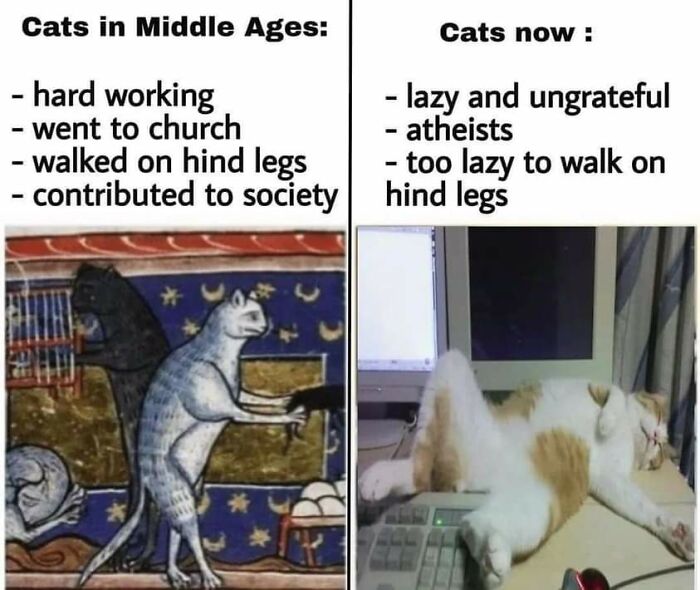 Unexplainable-Cat-Images-Memes