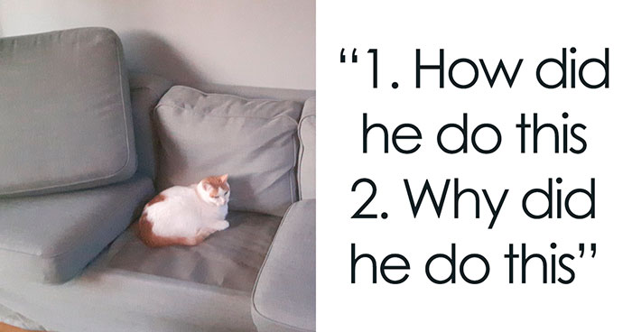 50 Of The Most Hilarious “Unexplainable Cat Images” To Bring Some Chaos To Your Day