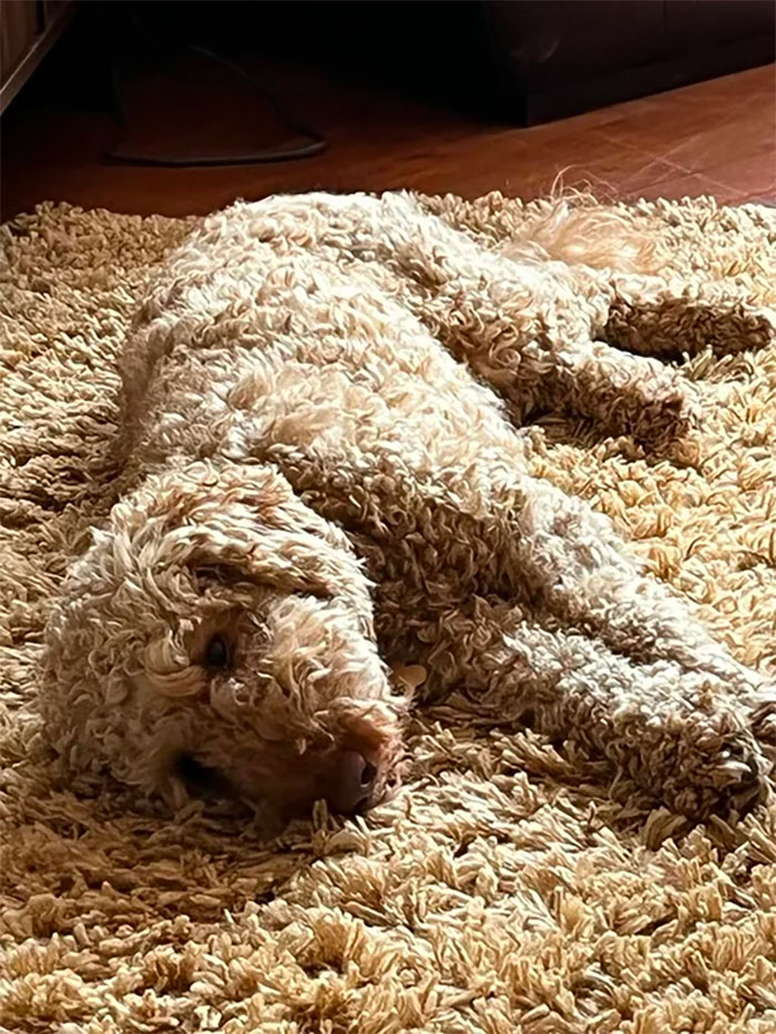 Dog and a rug with similar color