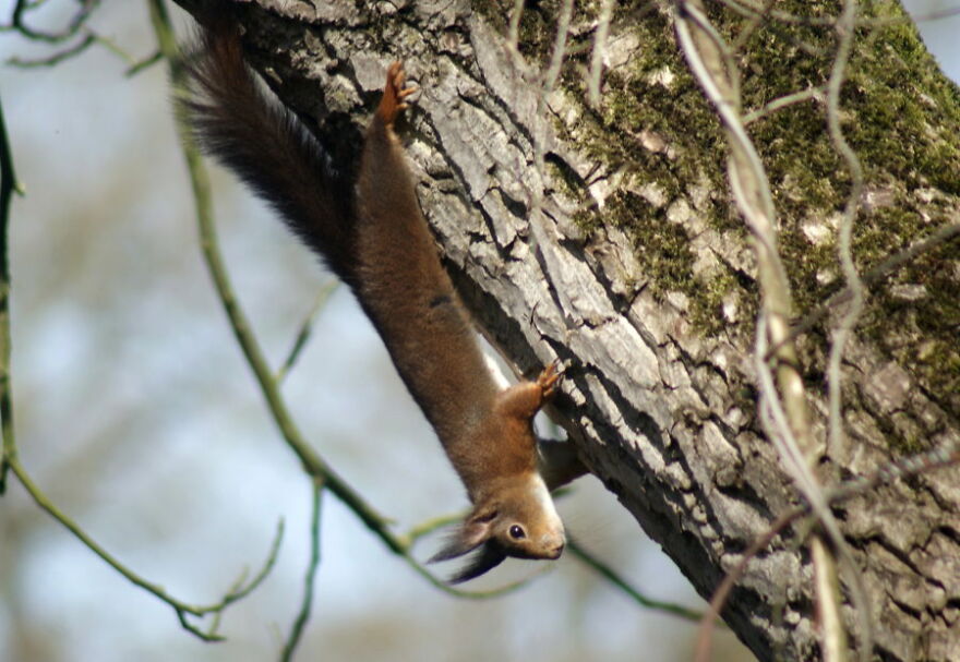 Upside Down Squirrel