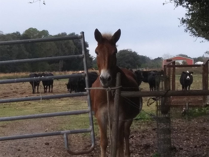 Photo of horse in farm
