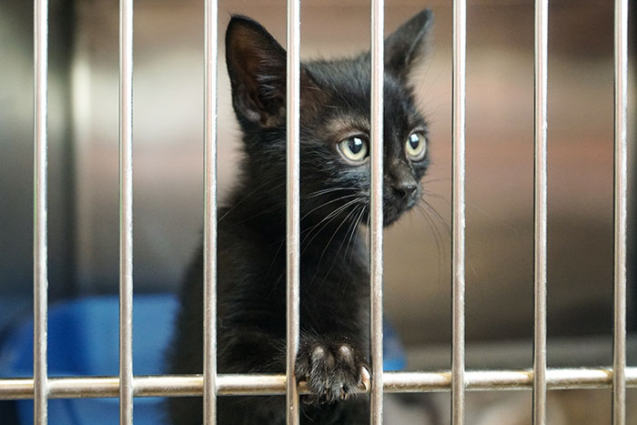 black kitten with big eyes and big ears looking through animal cage 