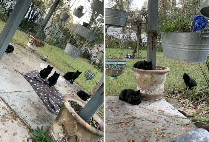 A Few Weeks Ago, We Found A Family Of 6 Cats Living In Our Backyard. We Weren't Sure How Long They Would Stay, But We Plan On Getting Them All Neutered