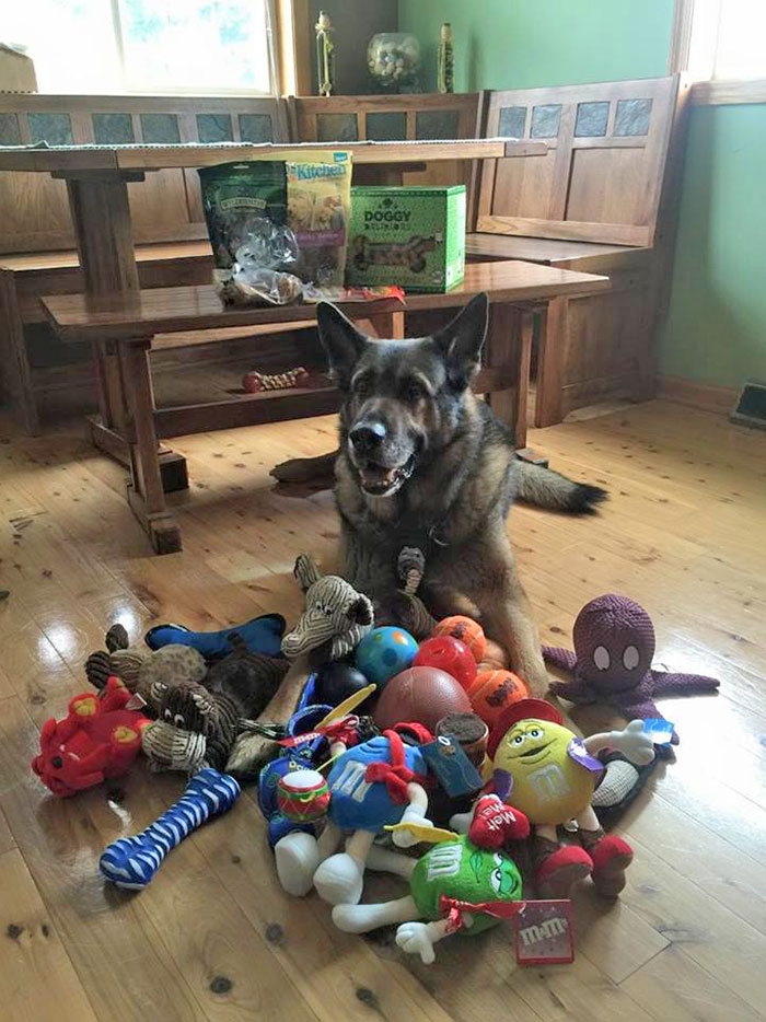 The Police Dog Is Given Retirement Presents From The Community On His Last Day On The Job