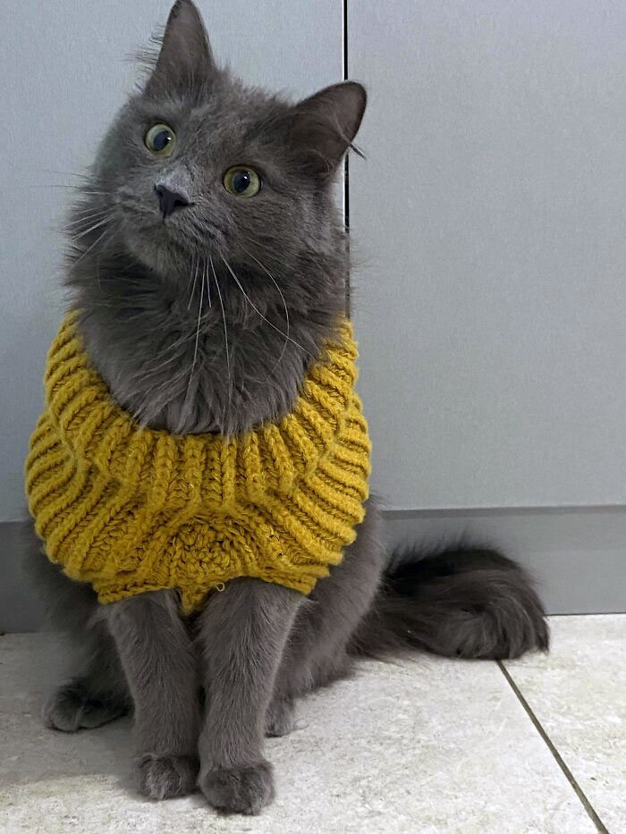 I Jokingly Asked My Mom To Knit A Sweater For My Cat. She Took It Seriously And Actually Did It