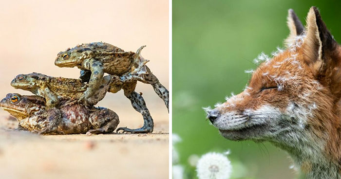 Annual British Wildlife Photography Awards Have Announced The Winning Images Of 2023 (21 Pics)