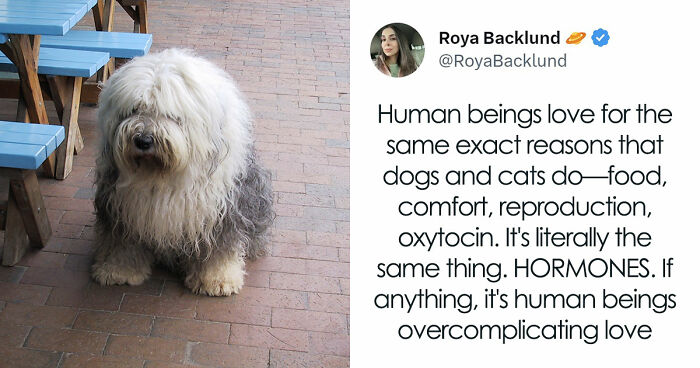“Your Dog And Cat Do Not ‘Love’ You”: Person Attempts To ‘Debunk Myth’ On The Nature Of Pet-Owner Relationships, Gets Slammed Heavily In Return