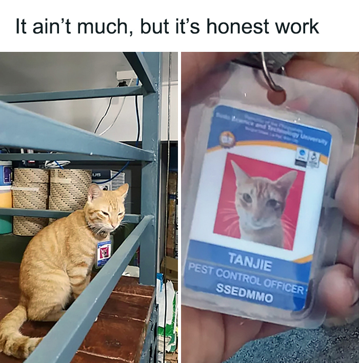 Funny-Cats-Memes