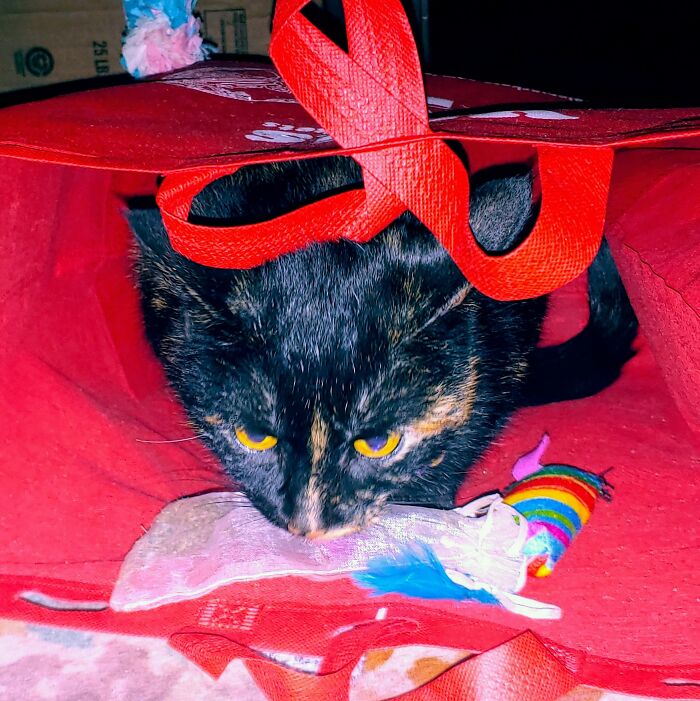 This Is My Weirdo Cinder. She Likes To Lick The Bag That I Put Catnip In. She'll Drag The Catnip, And Toys Into Her Bag And Lay On It. Hoarding It Like A Dragon