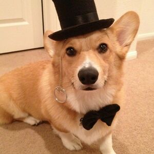 Sophisticated Corgi