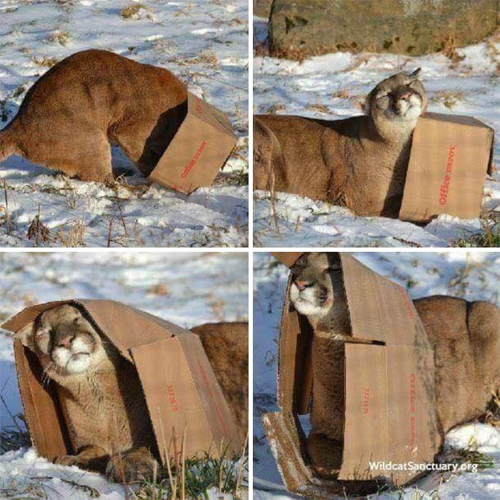 How To Catch A Mountain Lion (Or Any Cat). Place Cardboard Box In The Open Where Said Cat May See It. Sit Back And Wait. A Cat Is A Cat Is A Cat
