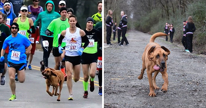 Un perro corre accidentalmente una media maratón después de que le dejaran salir a mear y acaba séptimo