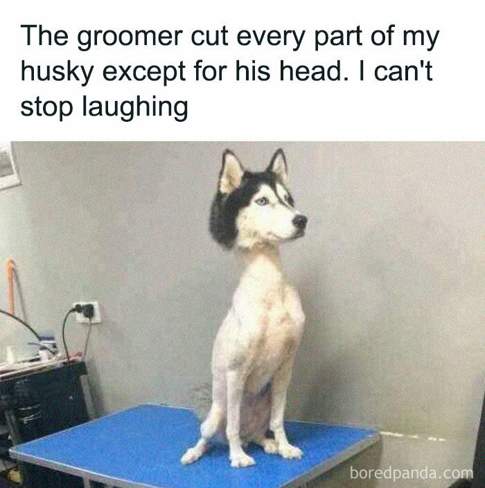 Weird Way To Groom A Dog