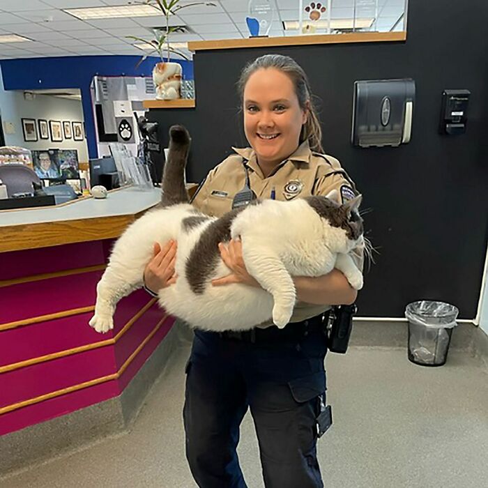 The Journey Of Patches, A 40-Pound Cat, Begins Anew After He Gets Adopted And Is Put On A Special Diet The Journey Of Patches, A 40-Pound Cat, Begins Anew After He Gets Adopted And Is Put On A Special Diet