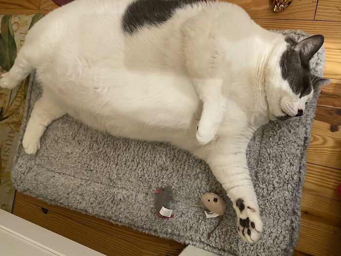 The Journey Of Patches, A 40-Pound Cat, Begins Anew After He Gets Adopted And Is Put On A Special Diet The Journey Of Patches, A 40-Pound Cat, Begins Anew After He Gets Adopted And Is Put On A Special Diet