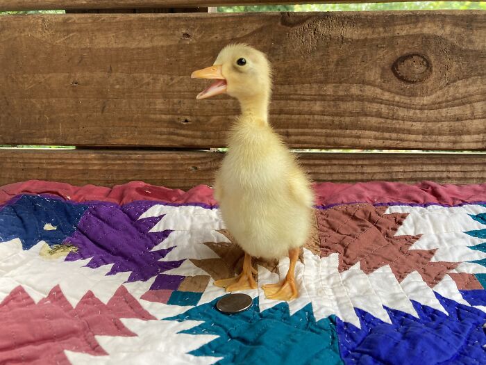 A Few-Day-Old Duckling. They Bring Me So Much Joy, I Couldn’t Not Share