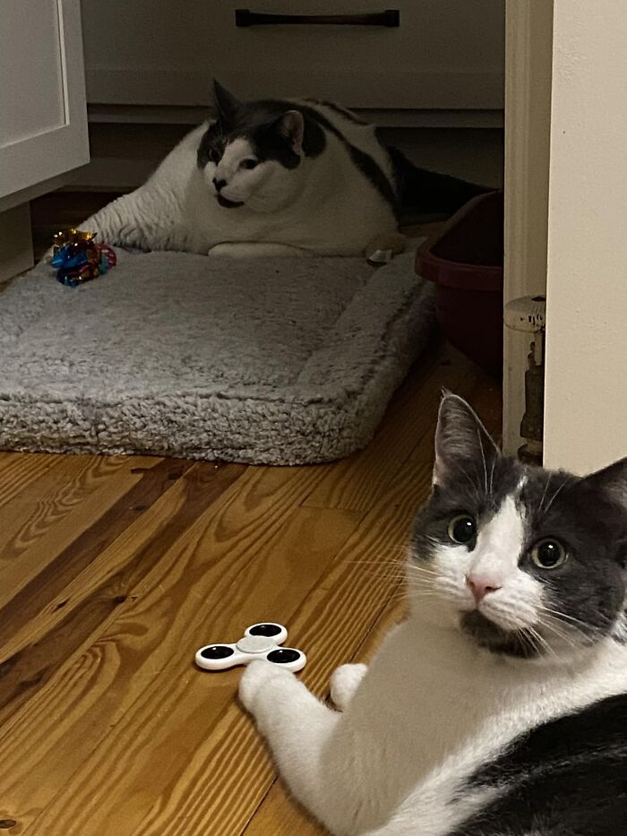 The Journey Of Patches, A 40-Pound Cat, Begins Anew After He Gets Adopted And Is Put On A Special Diet The Journey Of Patches, A 40-Pound Cat, Begins Anew After He Gets Adopted And Is Put On A Special Diet