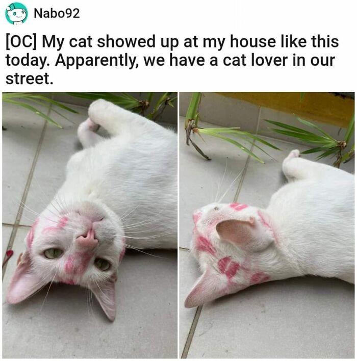 Funny-Cats-Memes