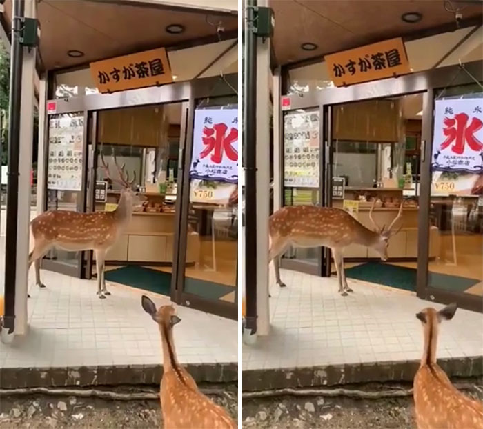 En Nara, los ciervos han aprendido a abrir las puertas de los establecimientos y a inclinarse para pedir comida 