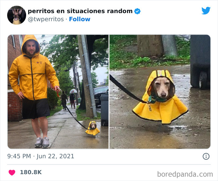 Dogs-In-Random-Situations