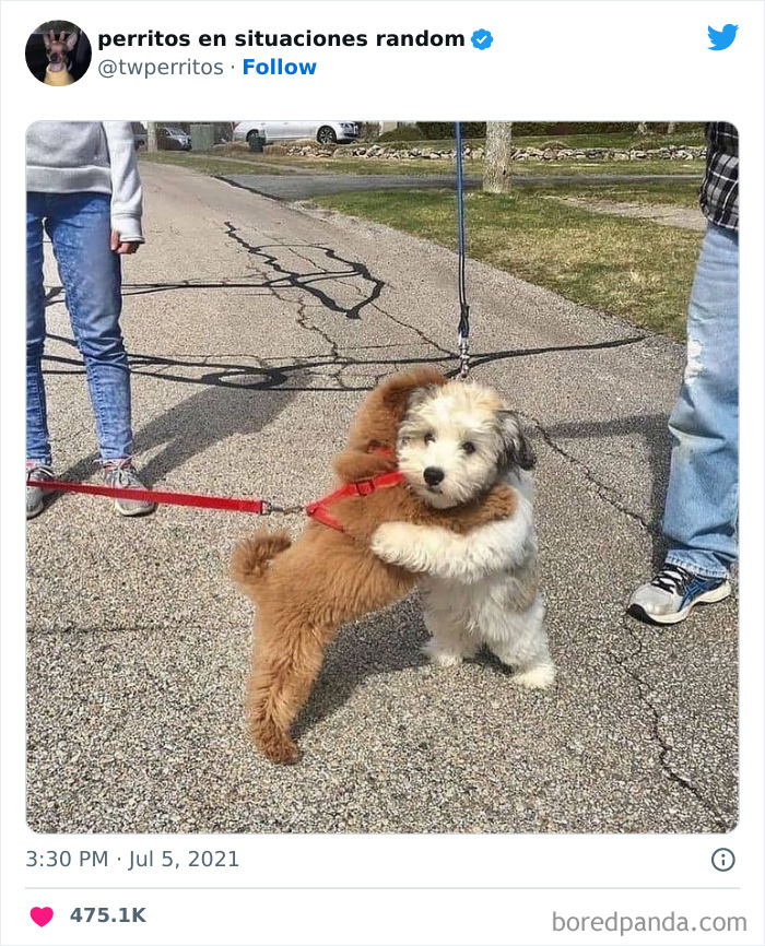 50 ‘Puppies In Random Situations’ That Might Just Heal Your Soul