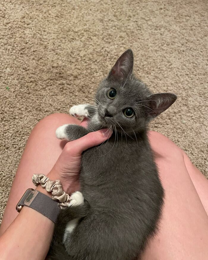 Meet Coop, A Cat Abandoned By His Owners Who Found His New Loving Family Meet Coop, A Cat Abandoned By His Owners Who Found His New Loving Family
