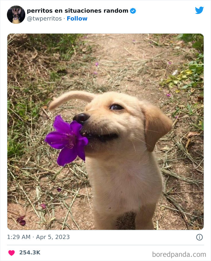 50 ‘Puppies In Random Situations’ That Might Just Heal Your Soul