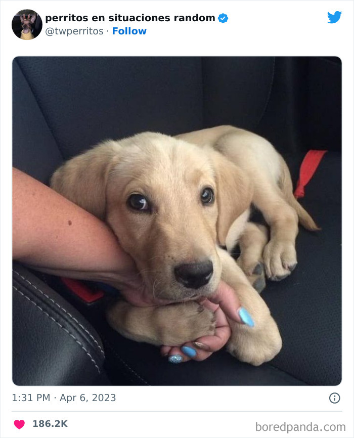 50 ‘Puppies In Random Situations’ That Might Just Heal Your Soul