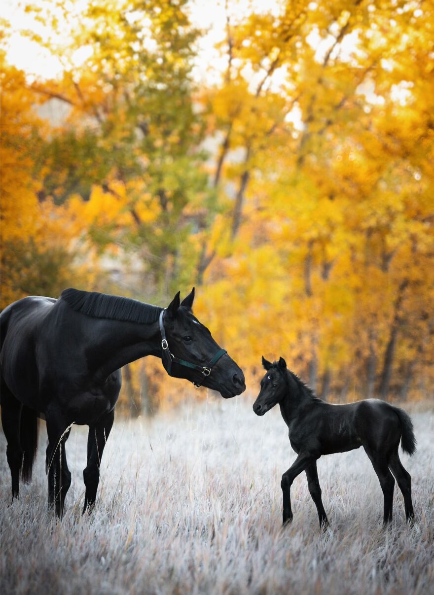 Digital Artist Combines Photos Of Dogs As Puppies And Adults Into One Wholesome Image