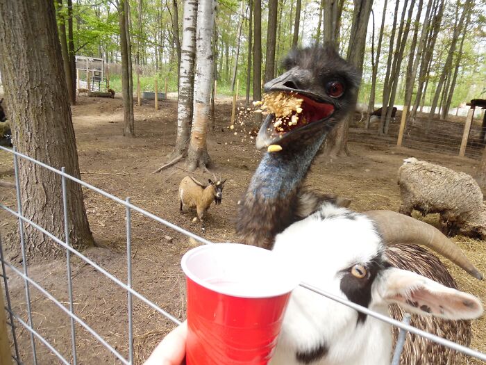 Emu Eating. Perfect Timing