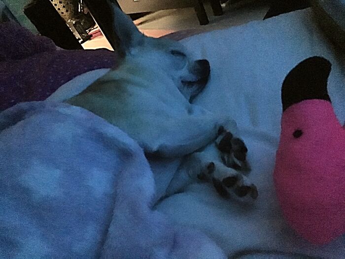 Best Photo Of My Sweet Rescue Chi “Aria”, Dozing With Her Wee Flamingo Plush! 🥰💖🐕
