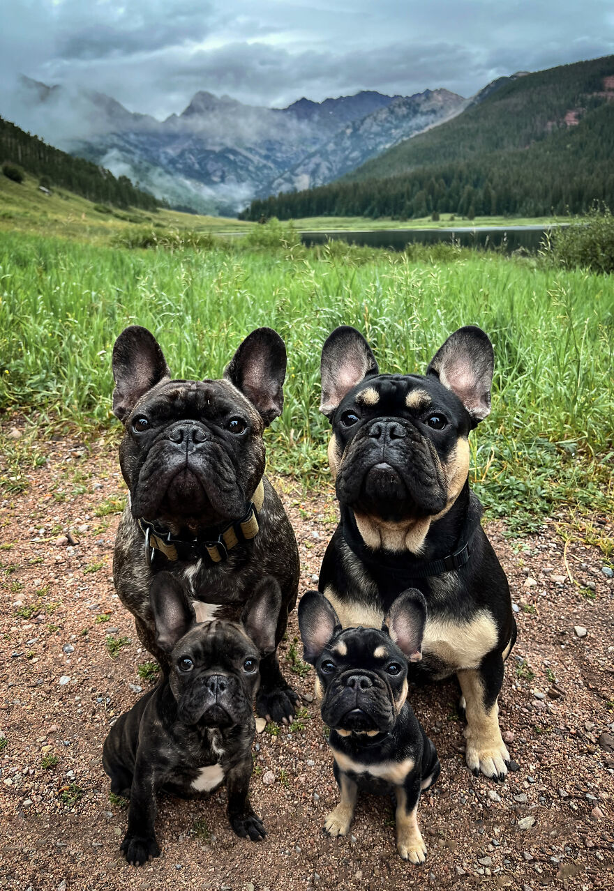 Digital Artist Combines Photos Of Dogs As Puppies And Adults Into One Wholesome Image