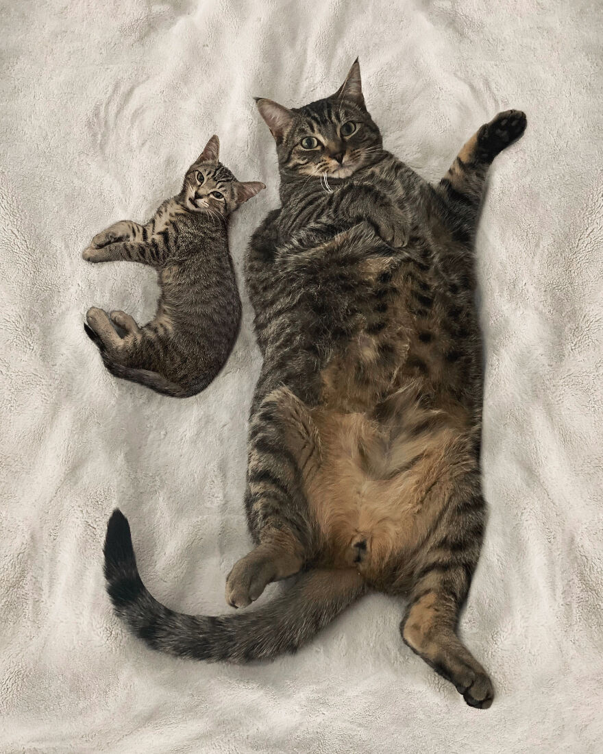 Digital Artist Combines Photos Of Dogs As Puppies And Adults Into One Wholesome Image