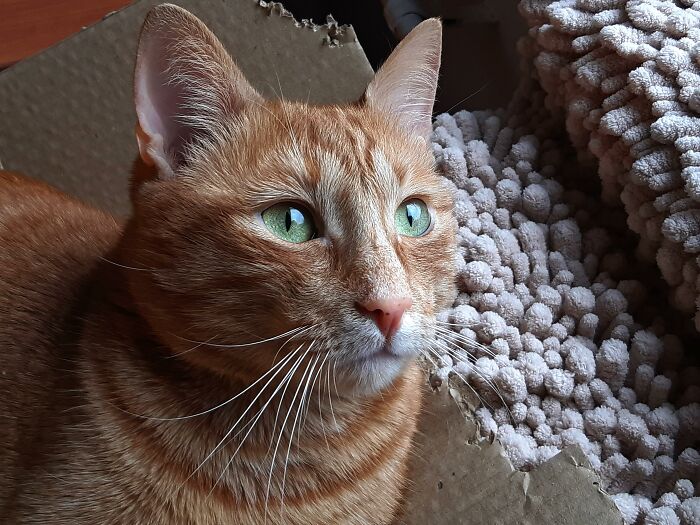 My Wonderful Milenko, A Kind Of Cuddly Bug 🥰