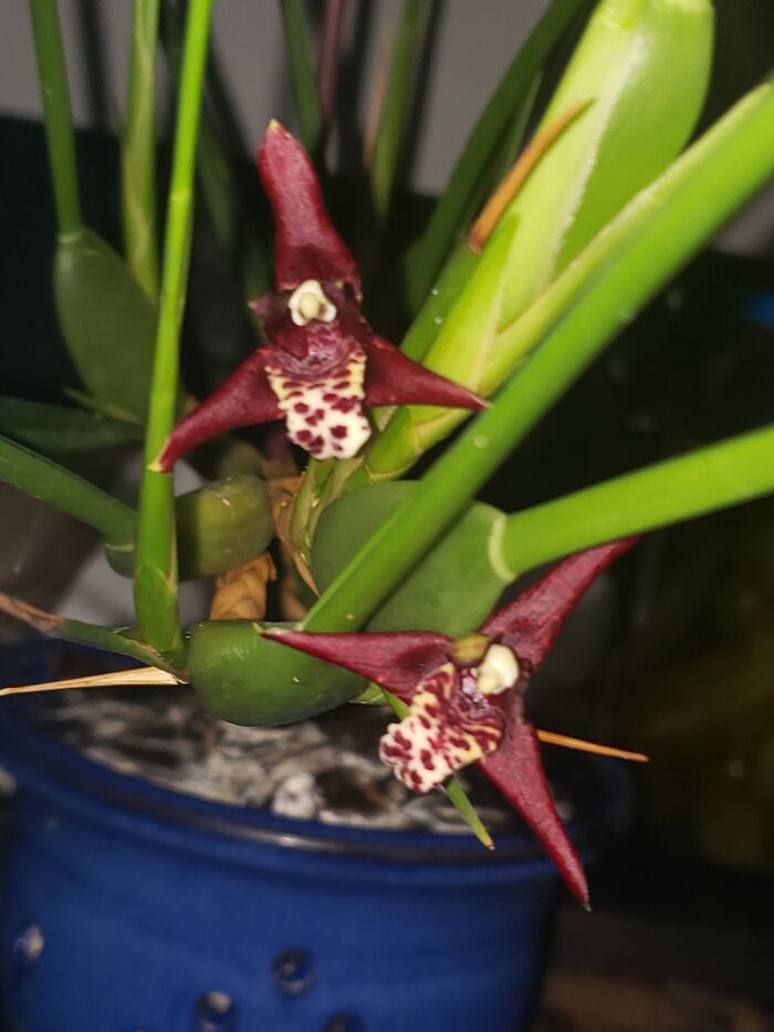 Maxillariella Tenuifolia (Aka Coconut Pie Orchid) Bloomed Today, Easter! I Live In A Condo, And These Little Guys Made The Whole "Garden" (Grow Room) Smell Of Coconut Pie!