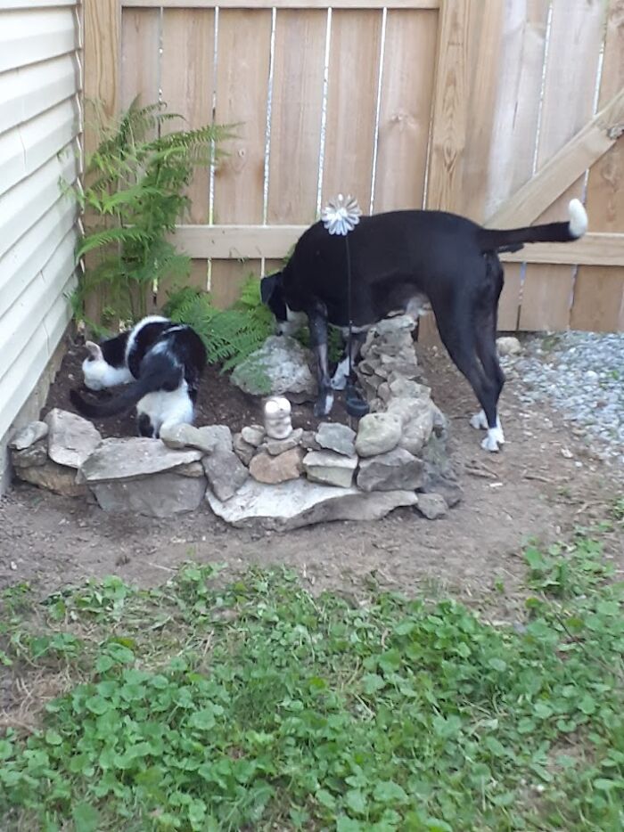 Dog And Cat Garden Success!