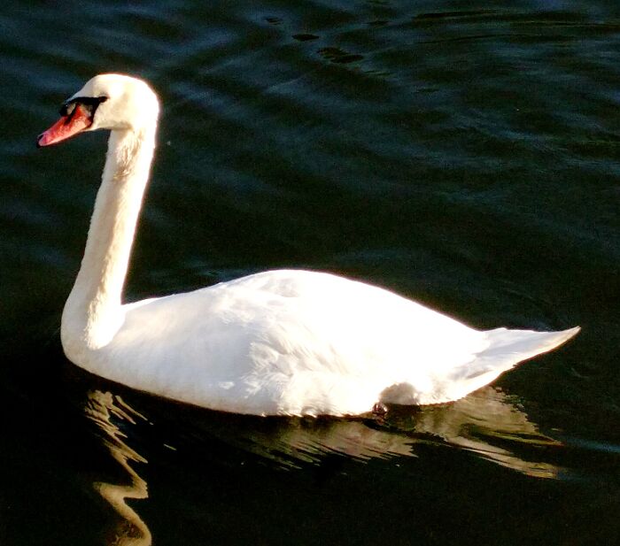 Shimmering Swan Shadow