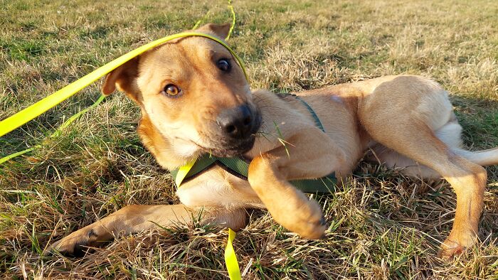 This Is Lucy, Our Rescue From Romania. She's Normally A Very Majestic Diva But She Can't Resist Rolling Around In Dry Grass, Even Better When She Finds A Grassy Hill To Roll Down