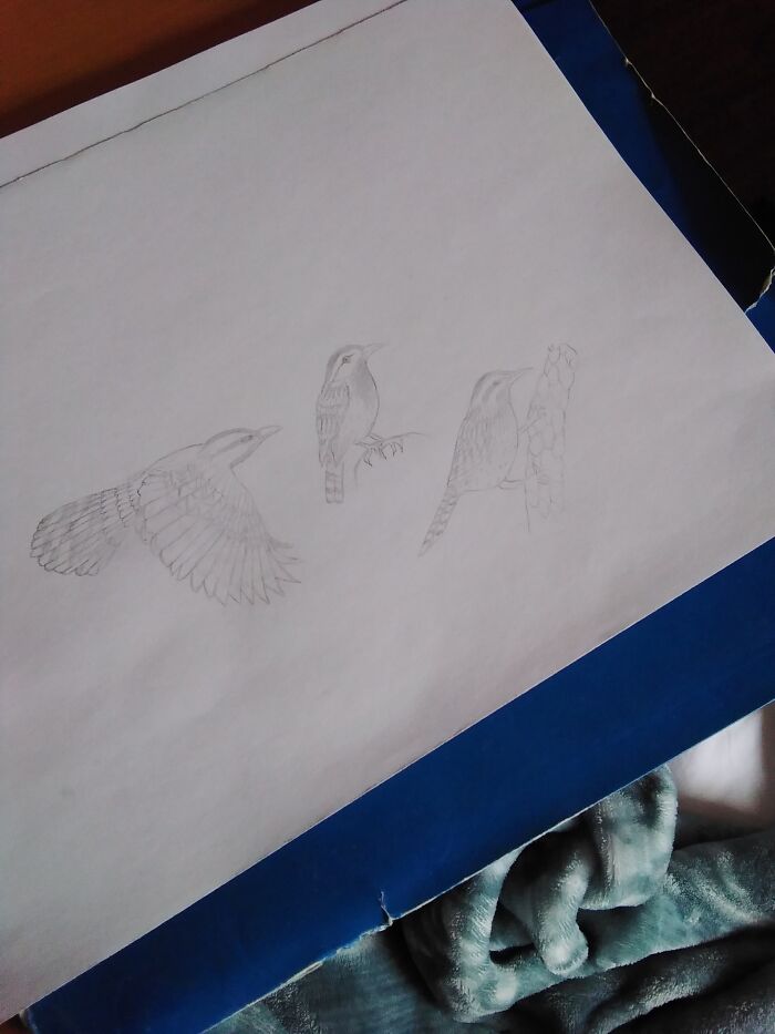 First Time Drawing Birds, Cactus Wren