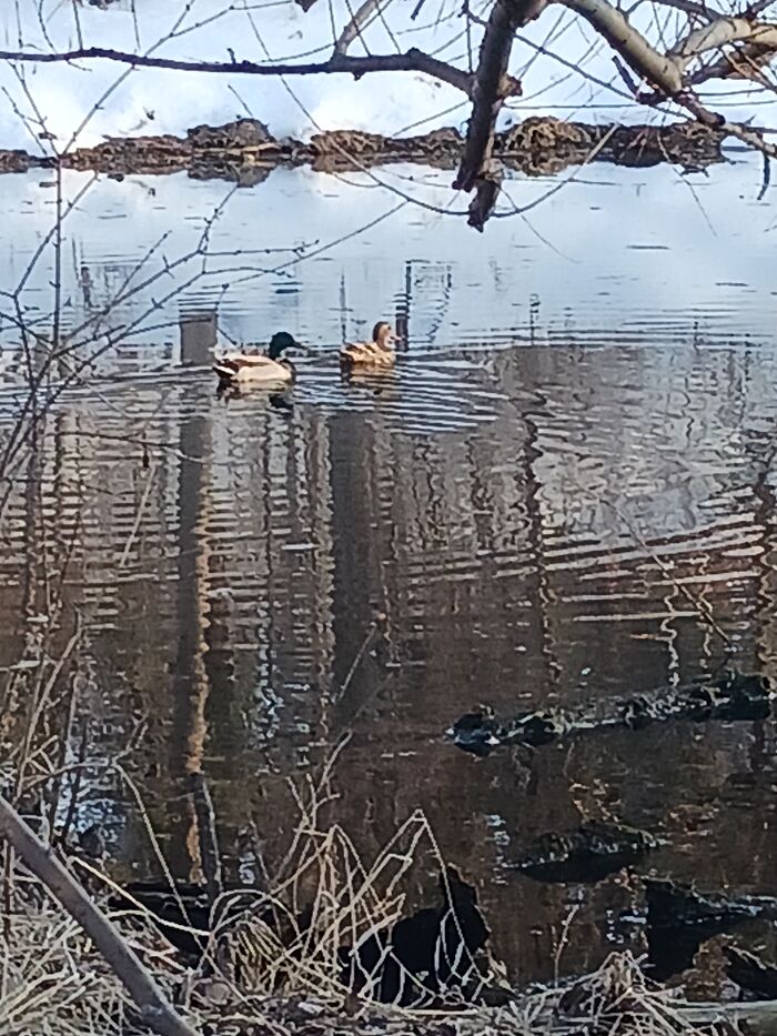 Just Swimming Around