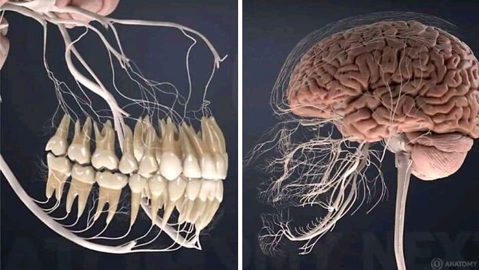 This Is What The Nerves Related To The Teeth Look Like
