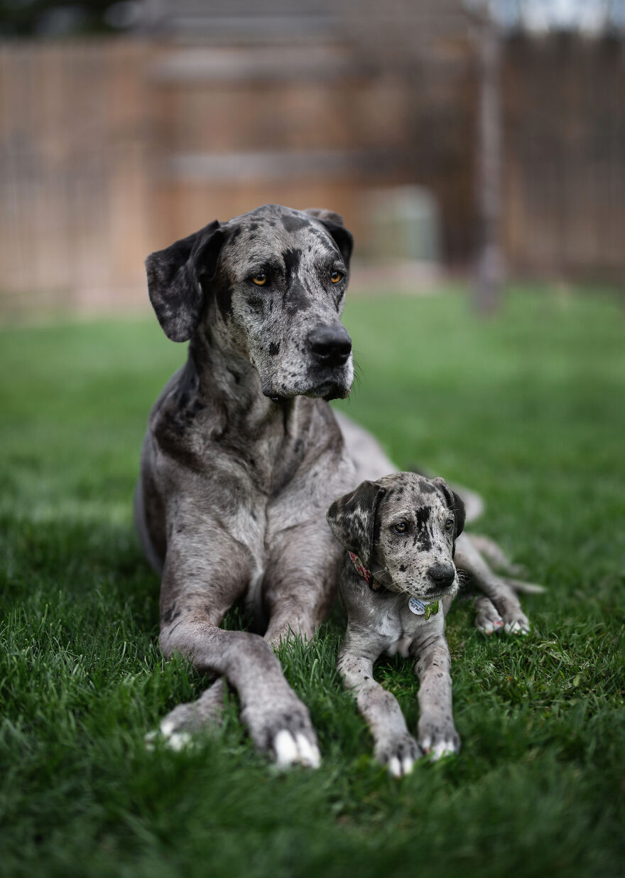 Digital Artist Combines Photos Of Dogs As Puppies And Adults Into One Wholesome Image