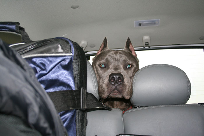 Karen Has A Meltdown Over Service Dog And Calls The Cops, Gets Banned From Walmart For A Year Karen Has A Meltdown Over Service Dog And Calls The Cops, Gets Banned From Walmart For A Year