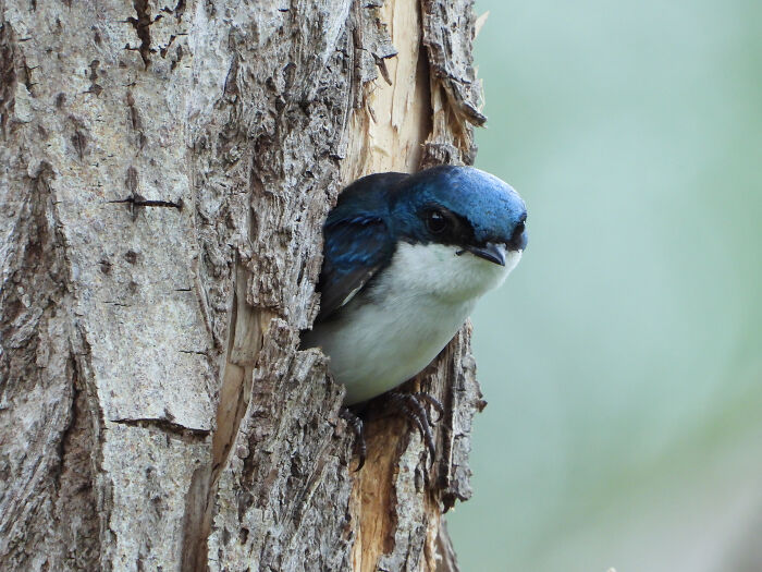 A Sparrow Checking Out The New Neighbors