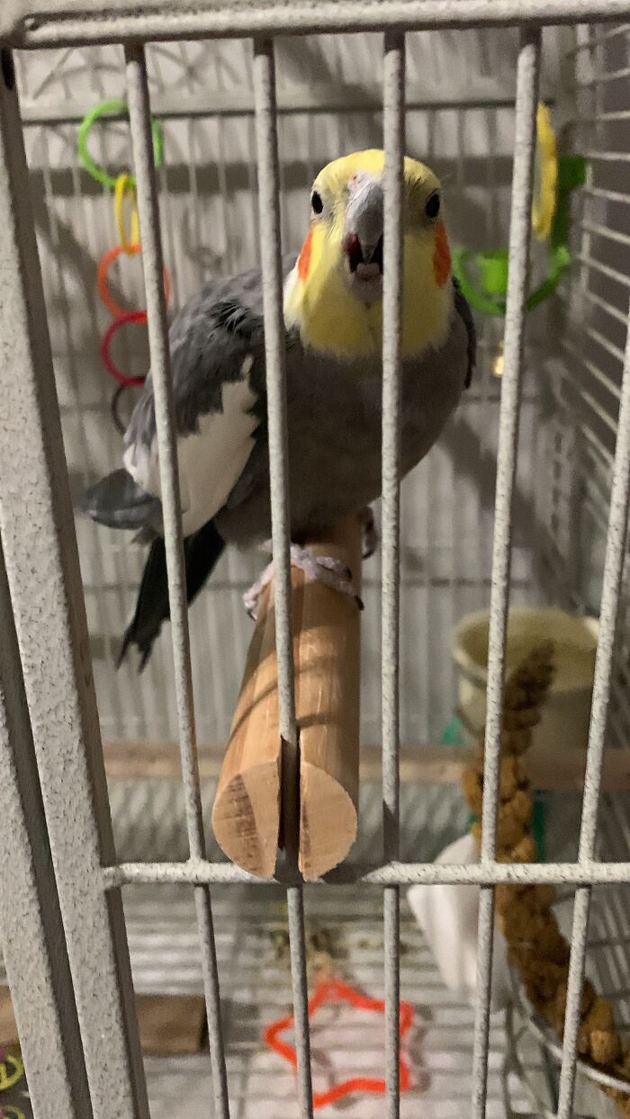 My Cockatiel Polly. He’s So Sweet